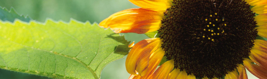 banner8.jpg