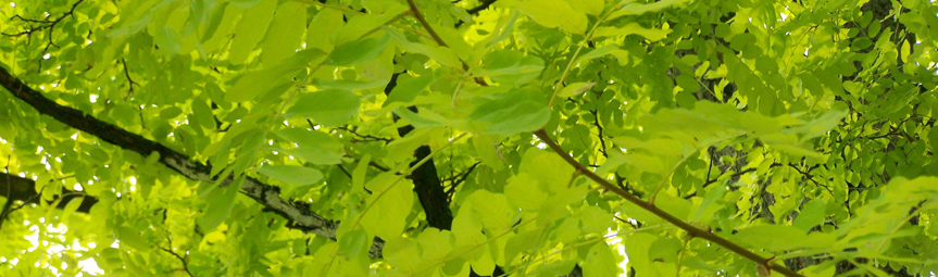 leaves.jpg